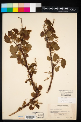 Vitis acerifolia image