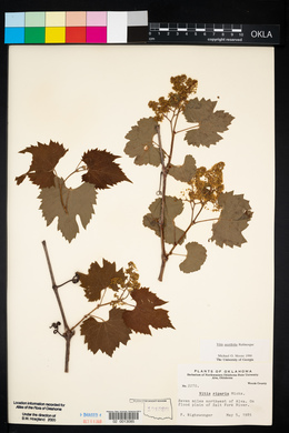 Vitis acerifolia image