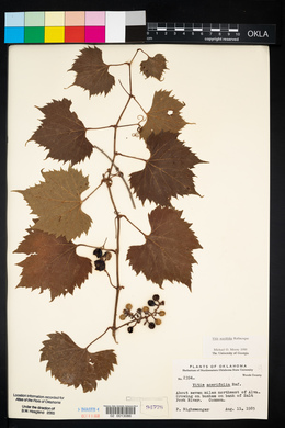 Vitis acerifolia image