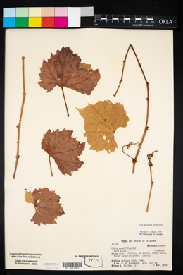 Vitis acerifolia image