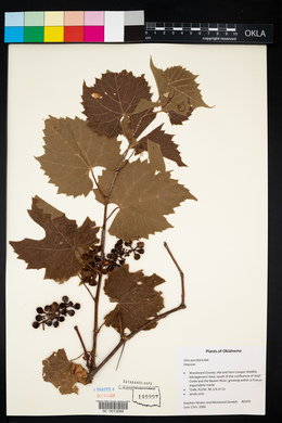 Vitis acerifolia image