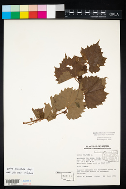 Vitis acerifolia image