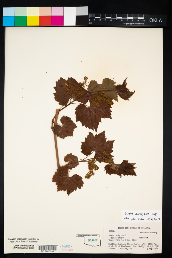 Vitis acerifolia image