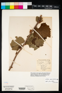 Vitis acerifolia image