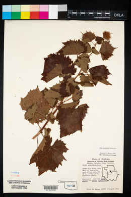 Vitis acerifolia image