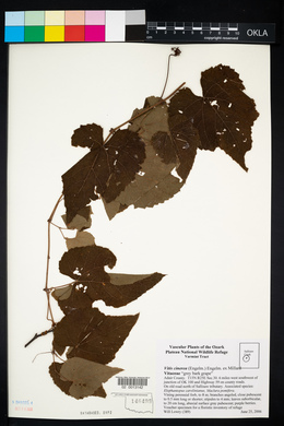 Vitis cinerea image