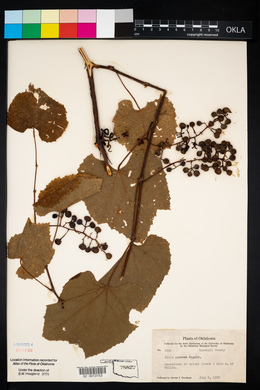 Vitis cinerea image