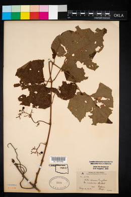 Vitis cinerea image