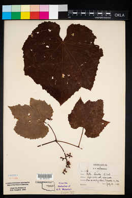 Vitis cinerea image