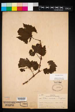 Vitis riparia image