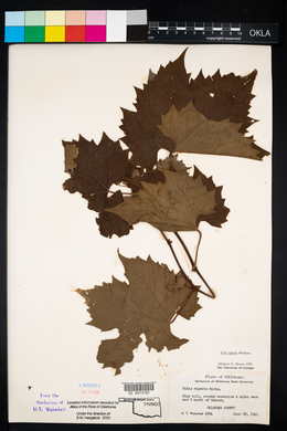 Vitis riparia image