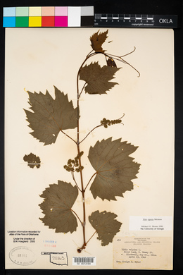 Vitis riparia image