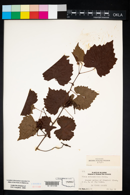 Vitis rotundifolia image