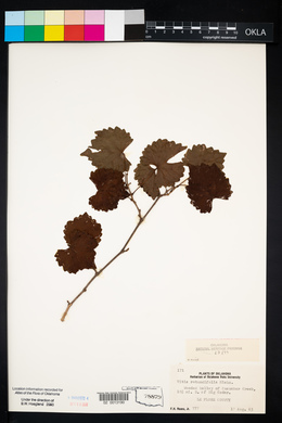 Vitis rotundifolia image