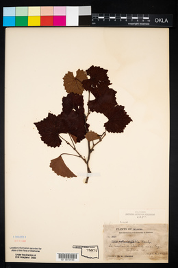 Vitis rotundifolia image