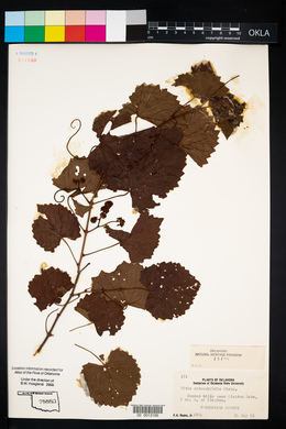 Vitis rotundifolia image