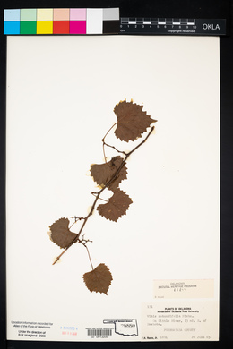 Vitis rotundifolia image