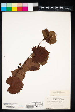 Vitis rotundifolia image