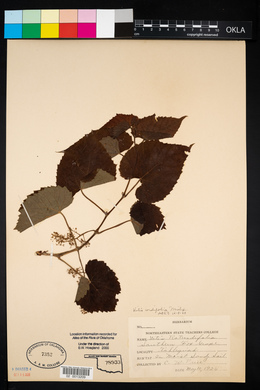 Vitis vulpina image