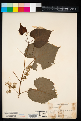 Vitis vulpina image