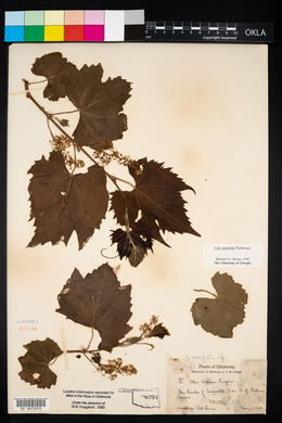 Vitis acerifolia image