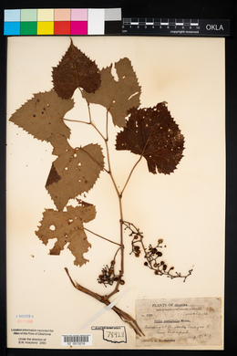 Vitis vulpina image