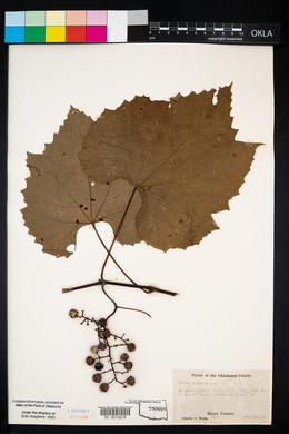 Vitis vulpina image