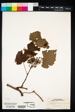 Vitis vulpina image