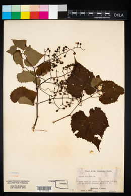 Vitis vulpina image