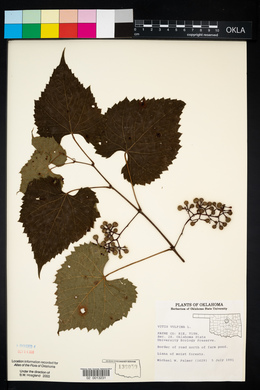 Vitis vulpina image