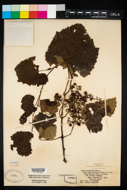 Vitis vulpina image