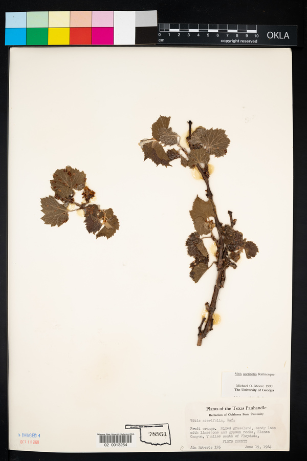 Vitis acerifolia image