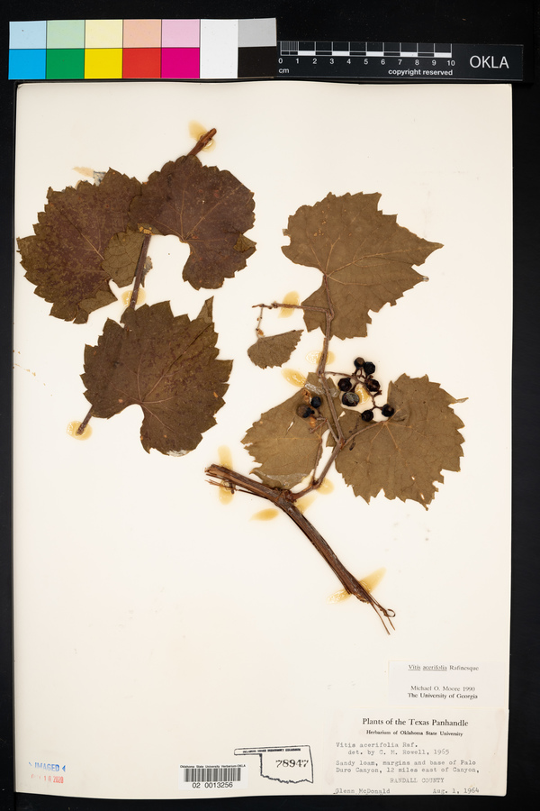 Vitis acerifolia image