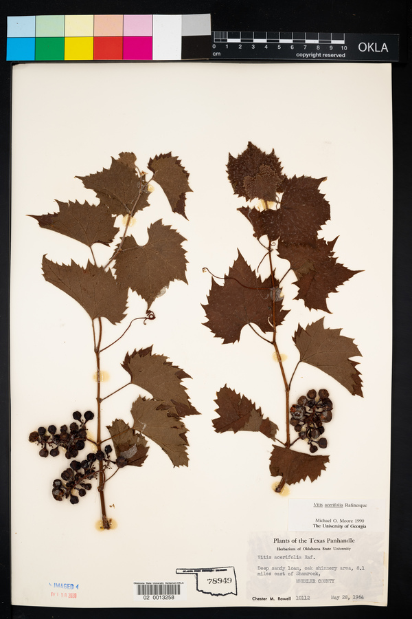 Vitis acerifolia image