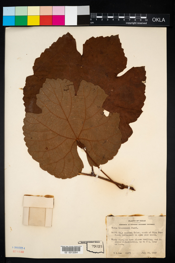 Vitis linsecomii image