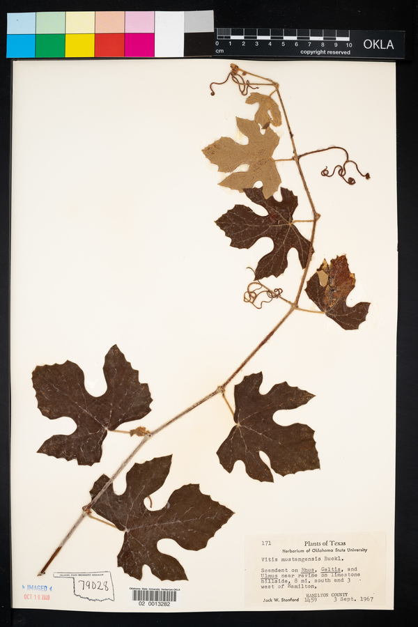 Vitis mustangensis image