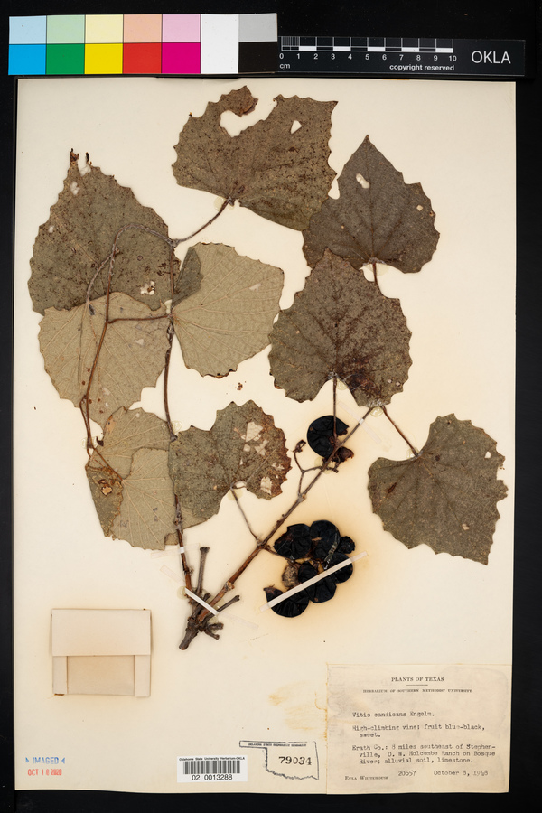 Vitis mustangensis image