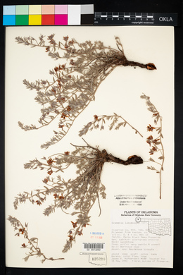 Krameria lanceolata image