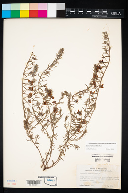 Krameria secundiflora image