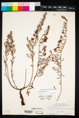 Krameria lanceolata image