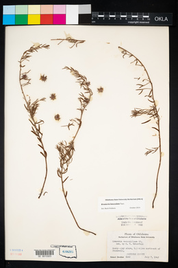 Krameria lanceolata image