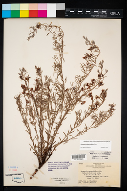 Krameria lanceolata image