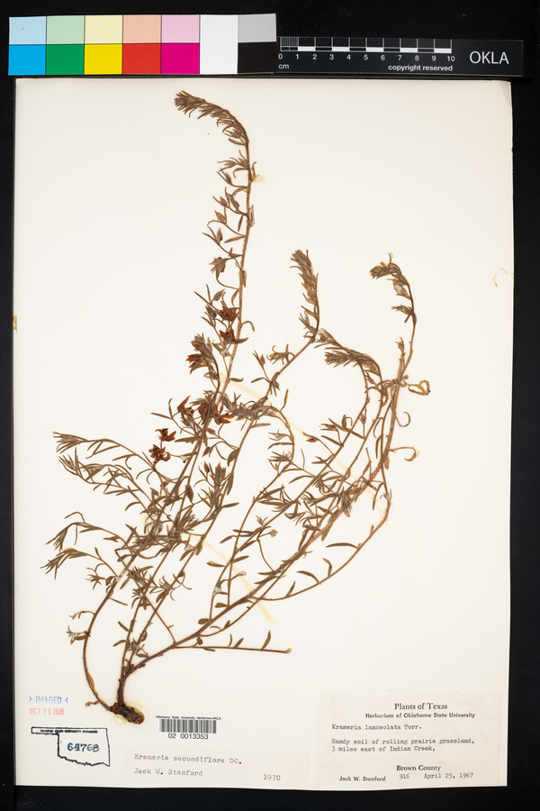 Krameria secundiflora image