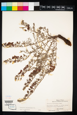 Krameria secundiflora image