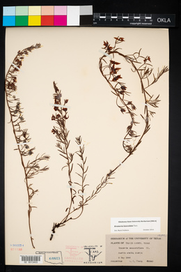 Krameria lanceolata image