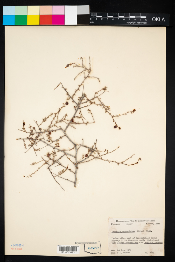 Krameria ramosissima image