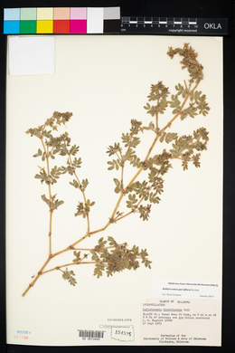 Kallstroemia parviflora image