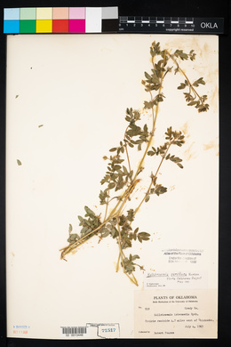 Kallstroemia parviflora image