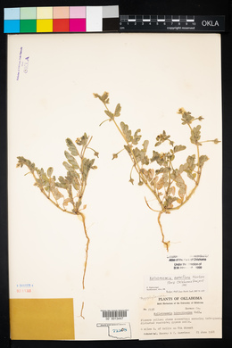 Kallstroemia parviflora image