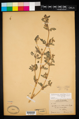 Kallstroemia parviflora image